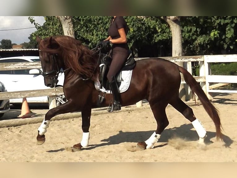 PRE Mix Stallion 3 years 16 hh Chestnut-Red in Barcelona