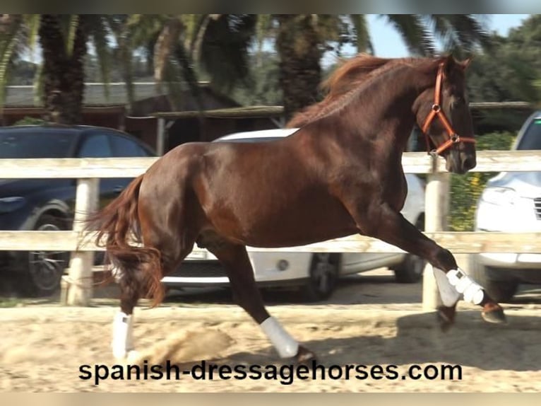 PRE Mix Stallion 3 years 16 hh Chestnut-Red in Barcelona