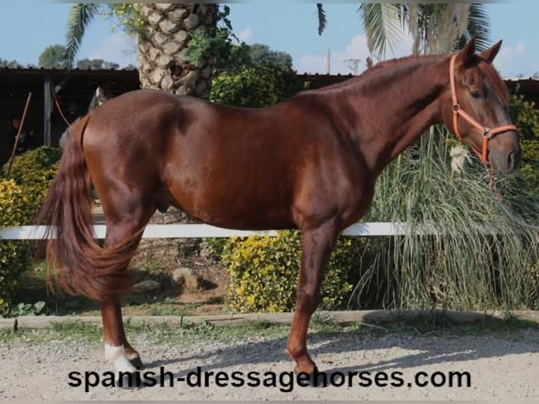 PRE Mix Stallion 3 years 16 hh Chestnut-Red in Barcelona