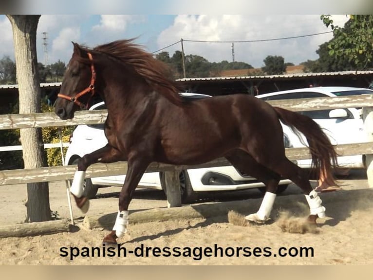 PRE Mix Stallion 3 years 16 hh Chestnut-Red in Barcelona