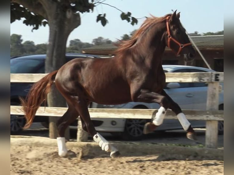 PRE Mix Stallion 3 years 16 hh Chestnut-Red in Barcelona