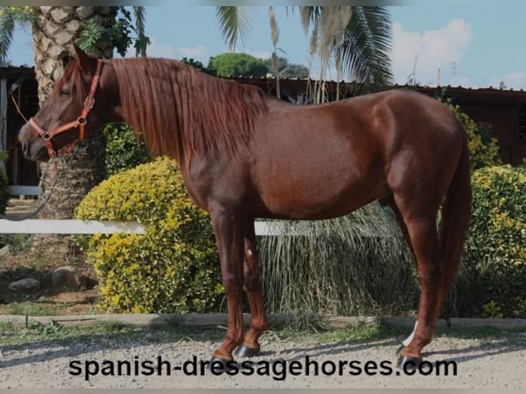 PRE Mix Stallion 3 years 16 hh Chestnut-Red in Barcelona