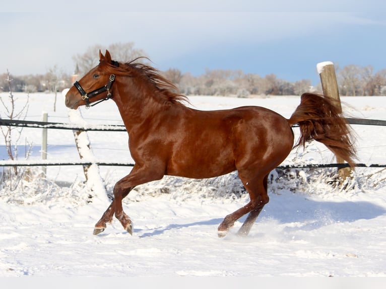 PRE Mix Stallion 3 years 16 hh Chestnut-Red in Wremen