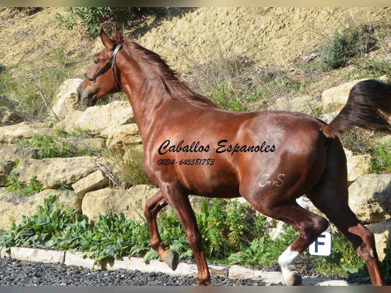 PRE Stallion 3 years 16 hh Chestnut-Red in Vejer de la Frontera