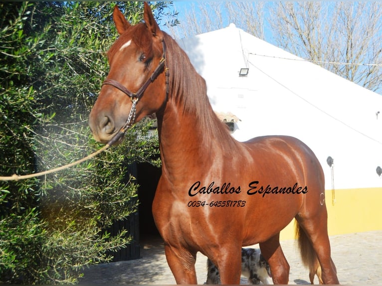PRE Stallion 3 years 16 hh Chestnut-Red in Vejer de la Frontera