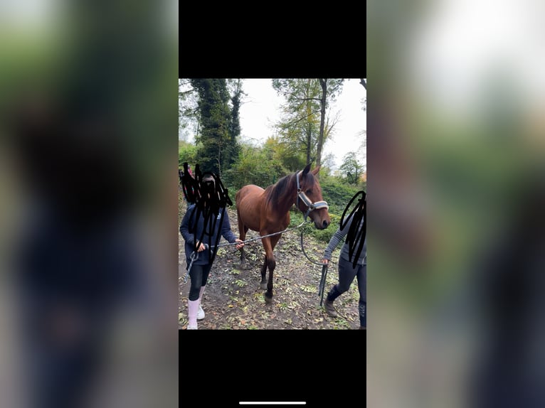 PRE Mix Stallion 3 years 16 hh Chestnut-Red in W&#xFC;rselen