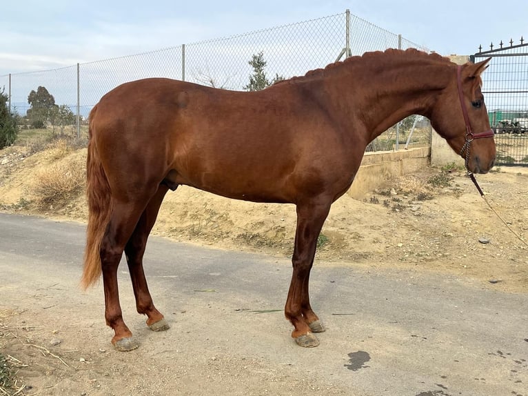 PRE Mix Stallion 3 years 16 hh Chestnut-Red in Tabernas