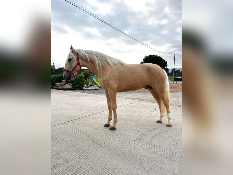 PRE Mix Stallion 3 years 16 hh in Hamburg