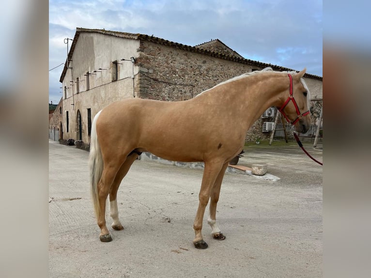 PRE Mix Stallion 3 years 16 hh in Hamburg