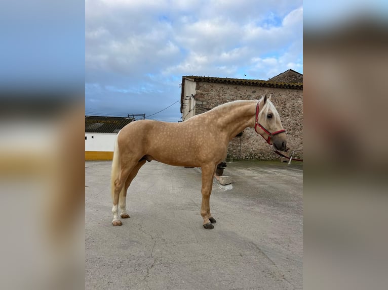PRE Mix Stallion 3 years 16 hh in Hamburg
