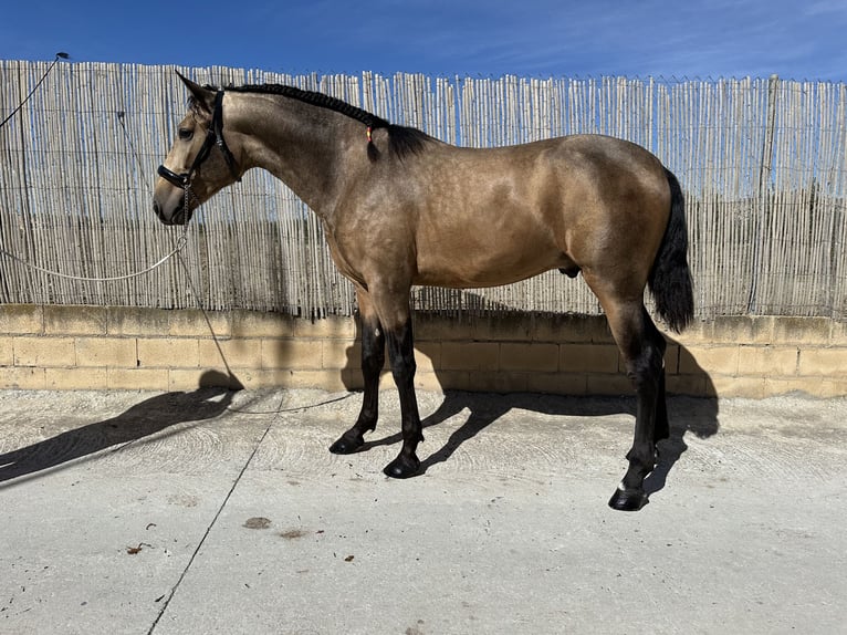 PRE Stallion 3 years 16 hh Dun in Valderrubio