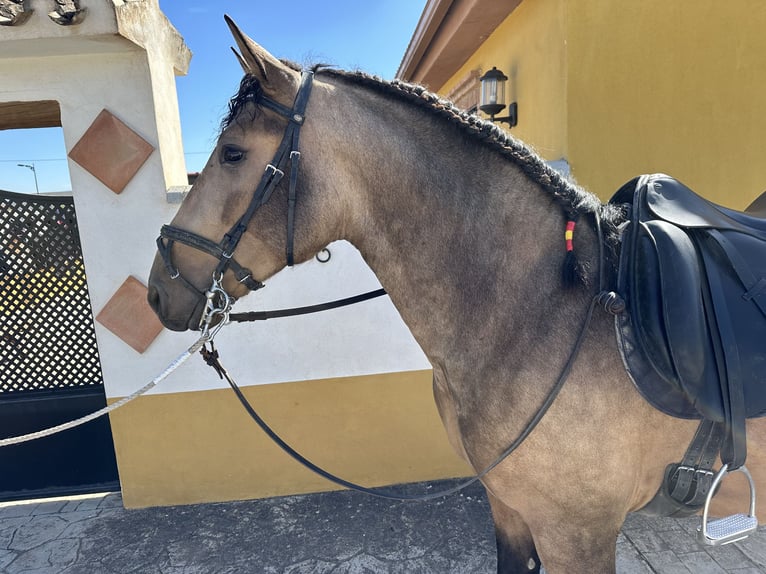 PRE Stallion 3 years 16 hh Dun in Valderrubio