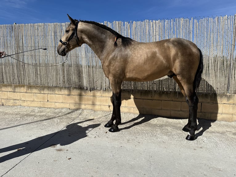 PRE Stallion 3 years 16 hh Dun in Valderrubio