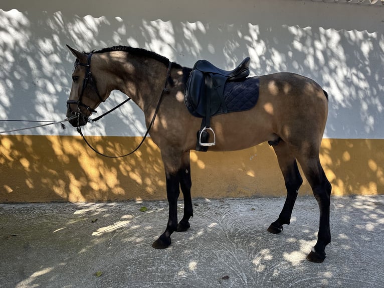 PRE Stallion 3 years 16 hh Dun in Valderrubio