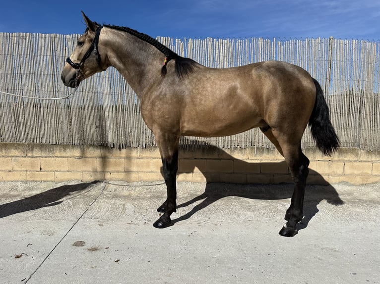 PRE Stallion 3 years 16 hh Dun in Valderrubio