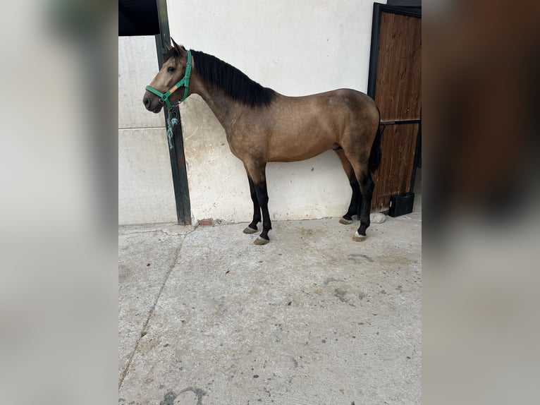 PRE Mix Stallion 3 years 16 hh Dun in Valderrubio