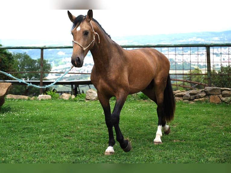 PRE Mix Stallion 3 years 16 hh Dun in Hamburg