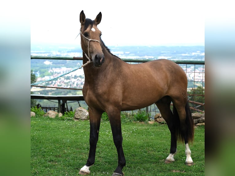 PRE Mix Stallion 3 years 16 hh Dun in Hamburg