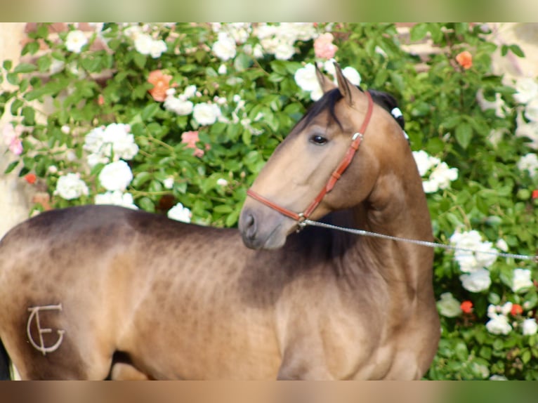 PRE Stallion 3 years 16 hh Dun in Chalon-sur-Saône