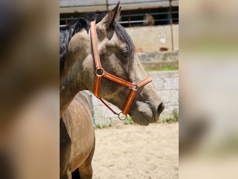 PRE Stallion 3 years 16 hh Dun in Vilamarín