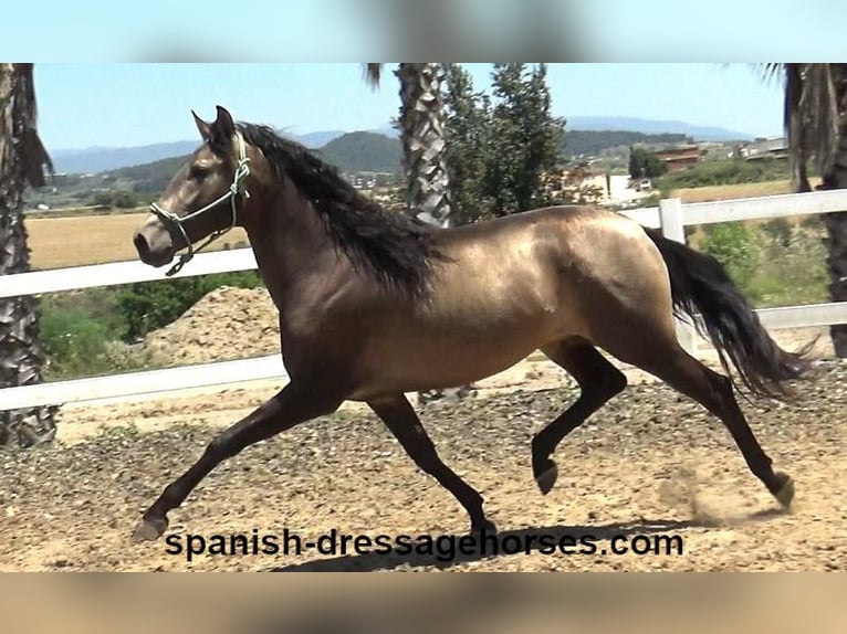 PRE Mix Stallion 3 years 16 hh Dun in Barcelona