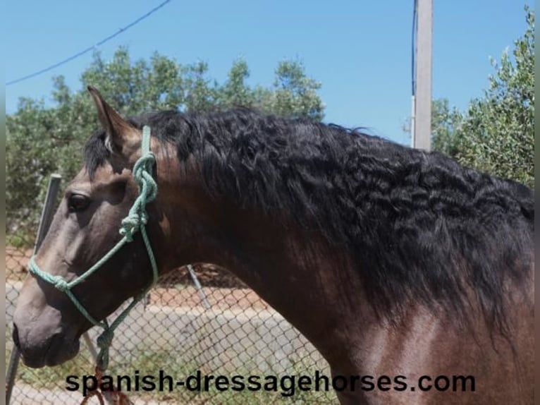 PRE Mix Stallion 3 years 16 hh Dun in Barcelona