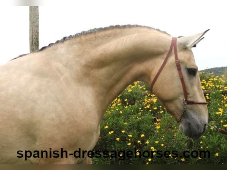 PRE Mix Stallion 3 years 16 hh Dun in Barcelona