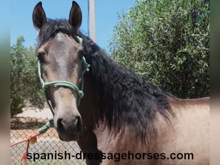 PRE Mix Stallion 3 years 16 hh Dun in Barcelona