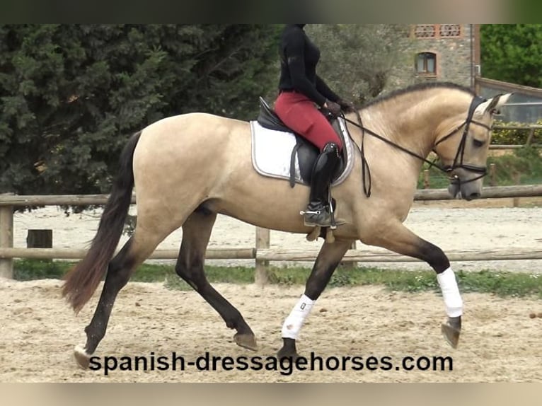 PRE Mix Stallion 3 years 16 hh Dun in Barcelona