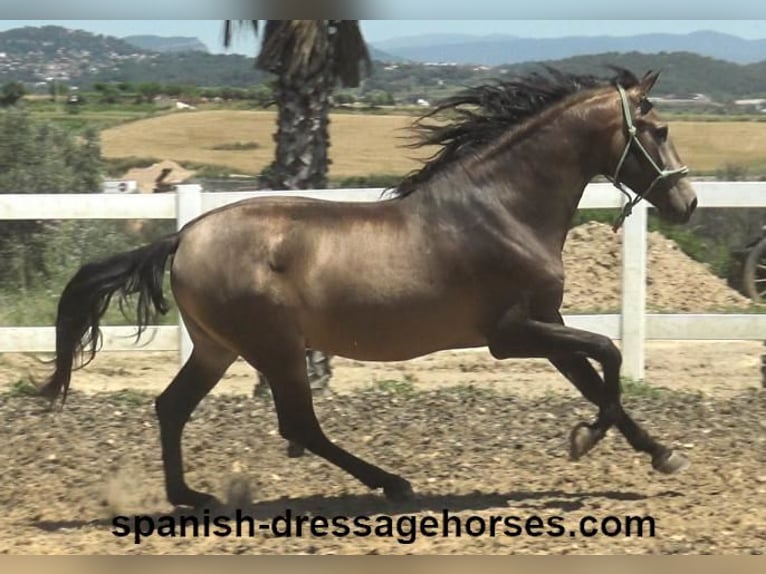 PRE Mix Stallion 3 years 16 hh Dun in Barcelona