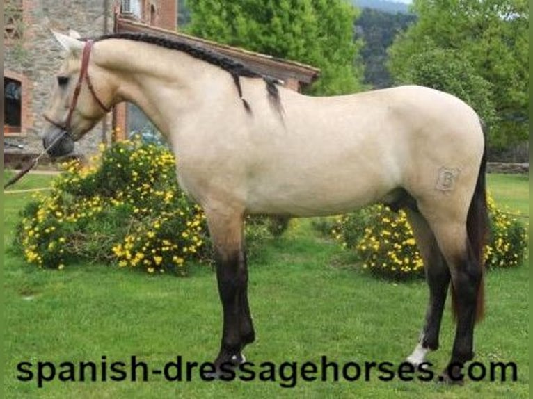 PRE Mix Stallion 3 years 16 hh Dun in Barcelona