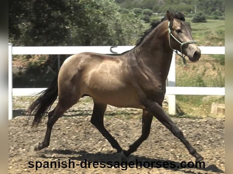PRE Mix Stallion 3 years 16 hh Dun in Barcelona