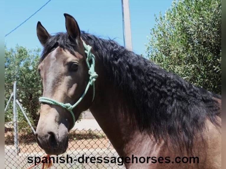 PRE Mix Stallion 3 years 16 hh Dun in Barcelona