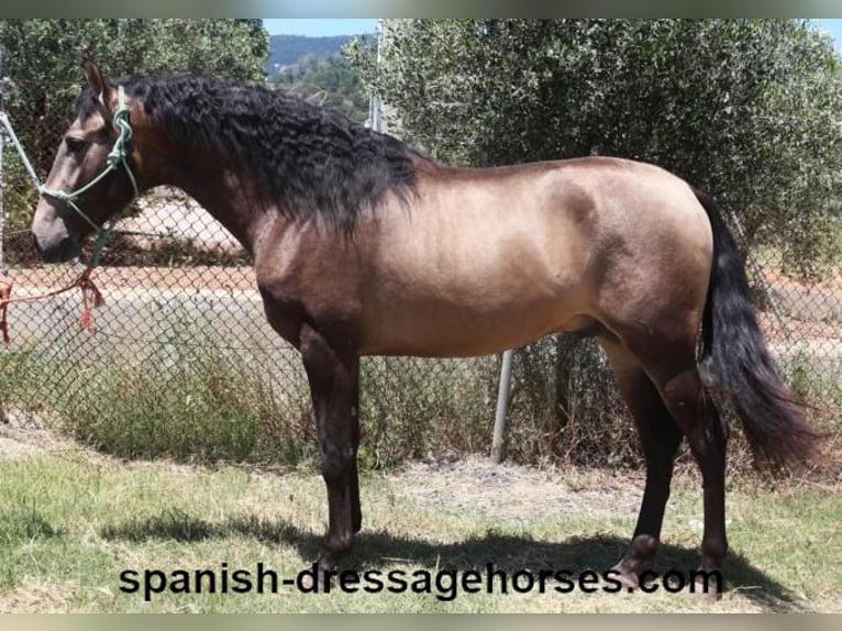 PRE Mix Stallion 3 years 16 hh Dun in Barcelona
