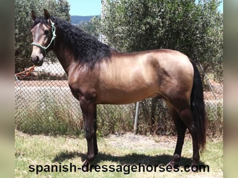 PRE Mix Stallion 3 years 16 hh Dun in Barcelona
