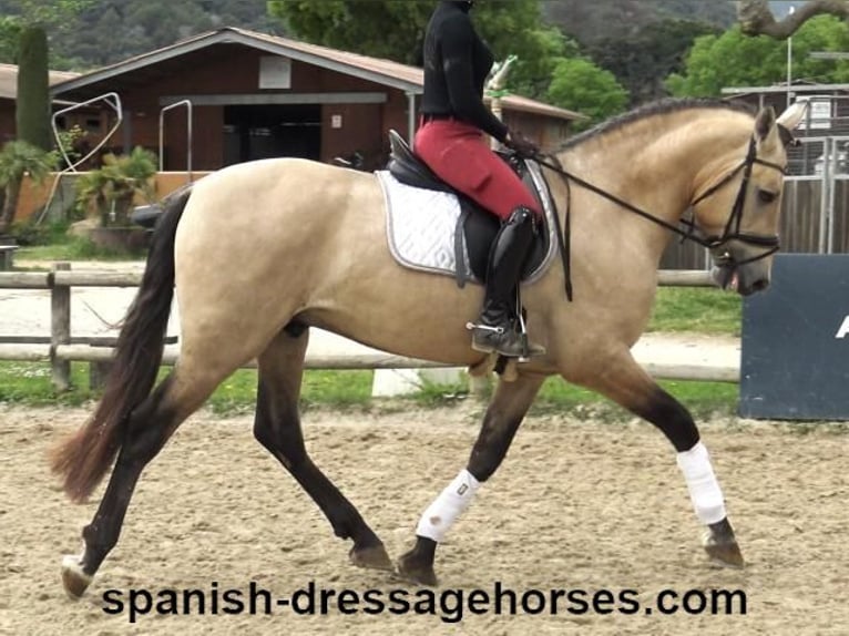 PRE Mix Stallion 3 years 16 hh Dun in Barcelona