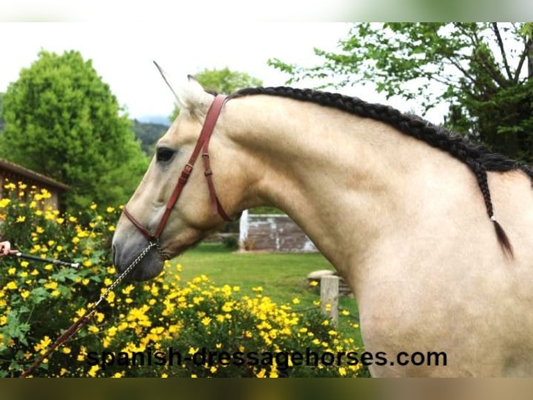 PRE Mix Stallion 3 years 16 hh Dun in Barcelona