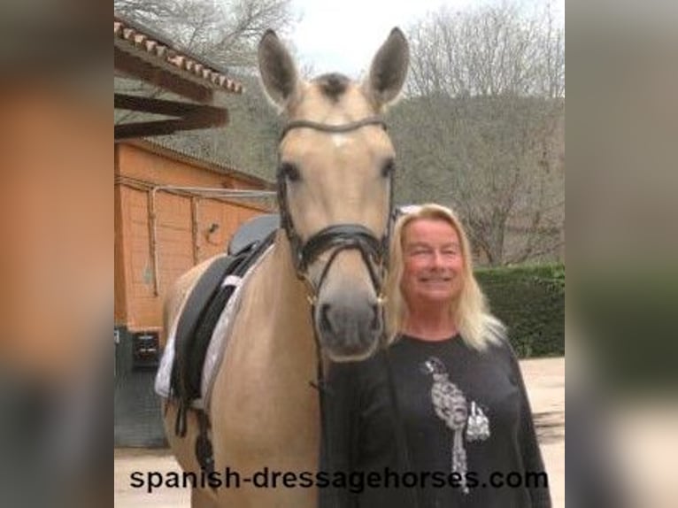 PRE Mix Stallion 3 years 16 hh Dun in Barcelona