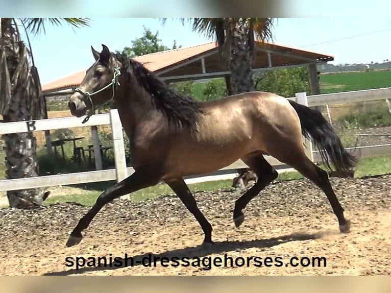 PRE Mix Stallion 3 years 16 hh Dun in Barcelona