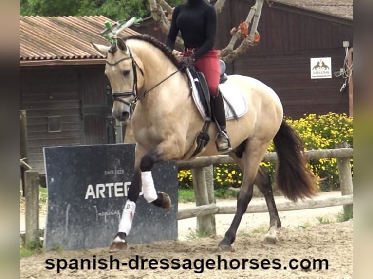 PRE Mix Stallion 3 years 16 hh Dun in Barcelona