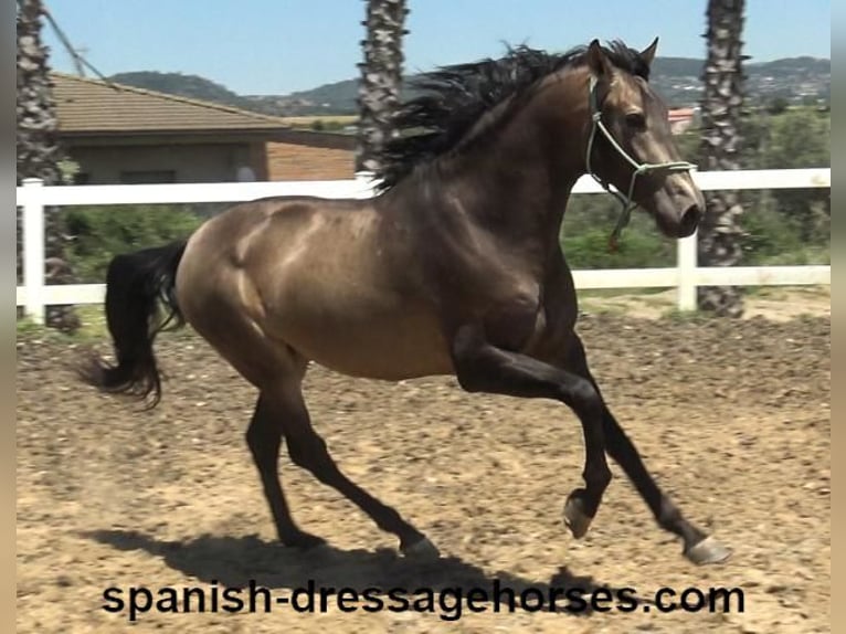 PRE Mix Stallion 3 years 16 hh Dun in Barcelona