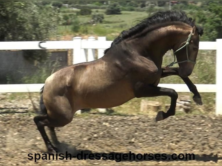 PRE Mix Stallion 3 years 16 hh Dun in Barcelona