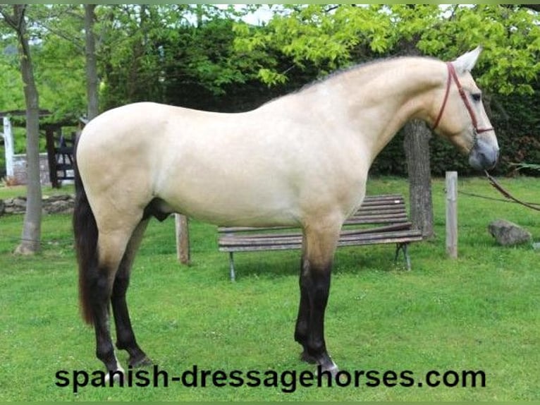 PRE Mix Stallion 3 years 16 hh Dun in Barcelona