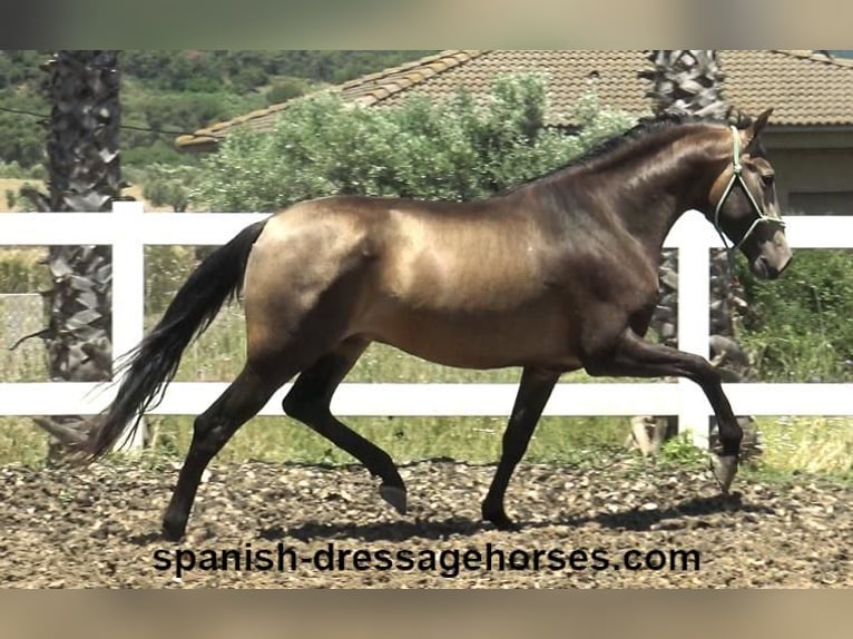 PRE Mix Stallion 3 years 16 hh Dun in Barcelona