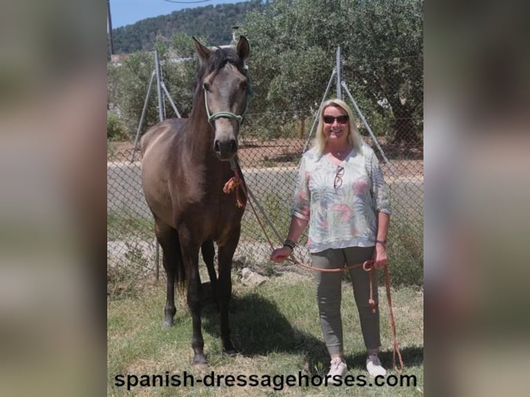 PRE Mix Stallion 3 years 16 hh Dun in Barcelona