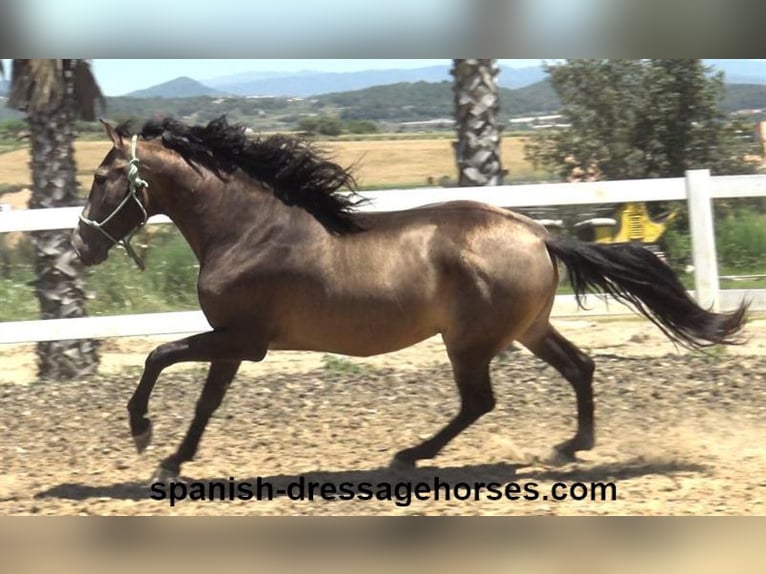PRE Mix Stallion 3 years 16 hh Dun in Barcelona