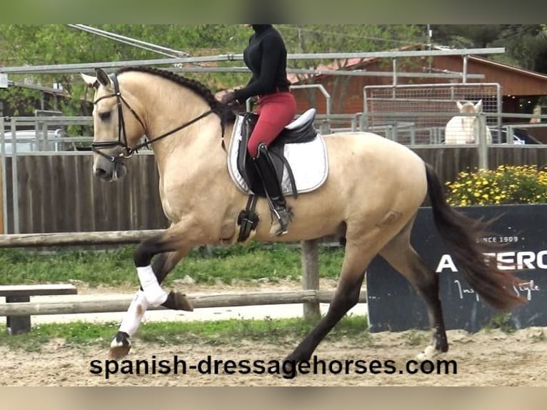 PRE Mix Stallion 3 years 16 hh Dun in Barcelona