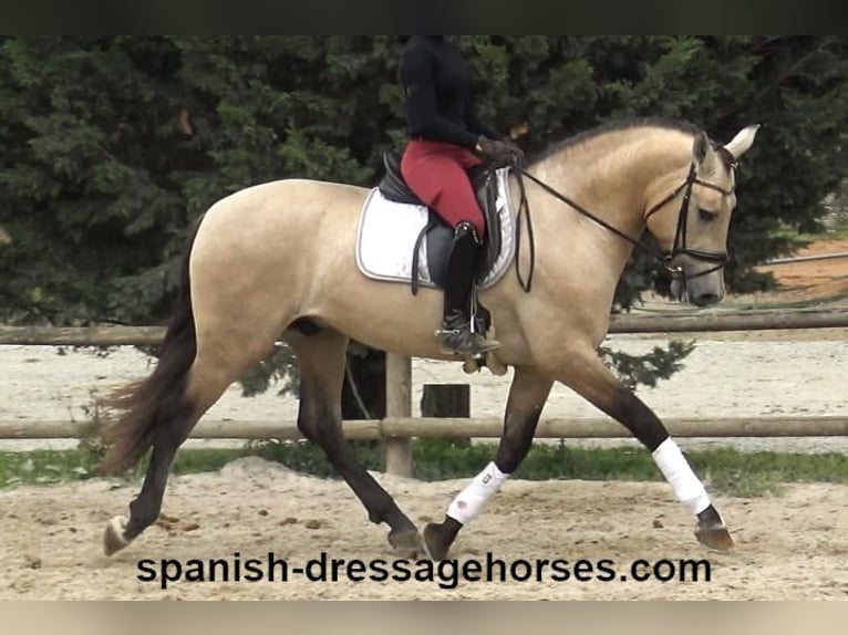 PRE Mix Stallion 3 years 16 hh Dun in Barcelona