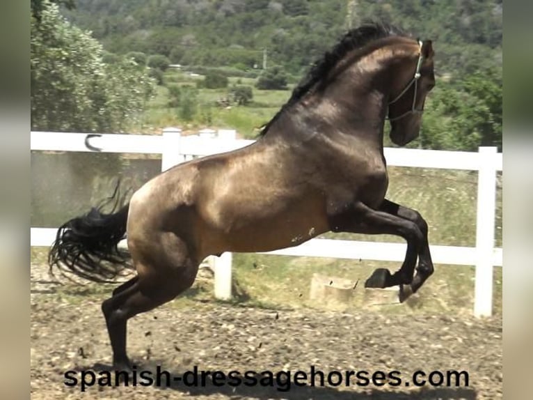 PRE Mix Stallion 3 years 16 hh Dun in Barcelona