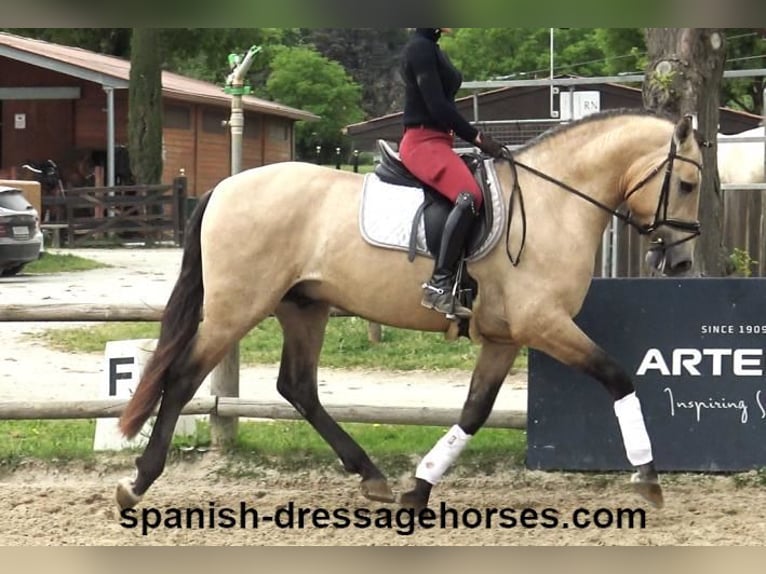 PRE Mix Stallion 3 years 16 hh Dun in Barcelona